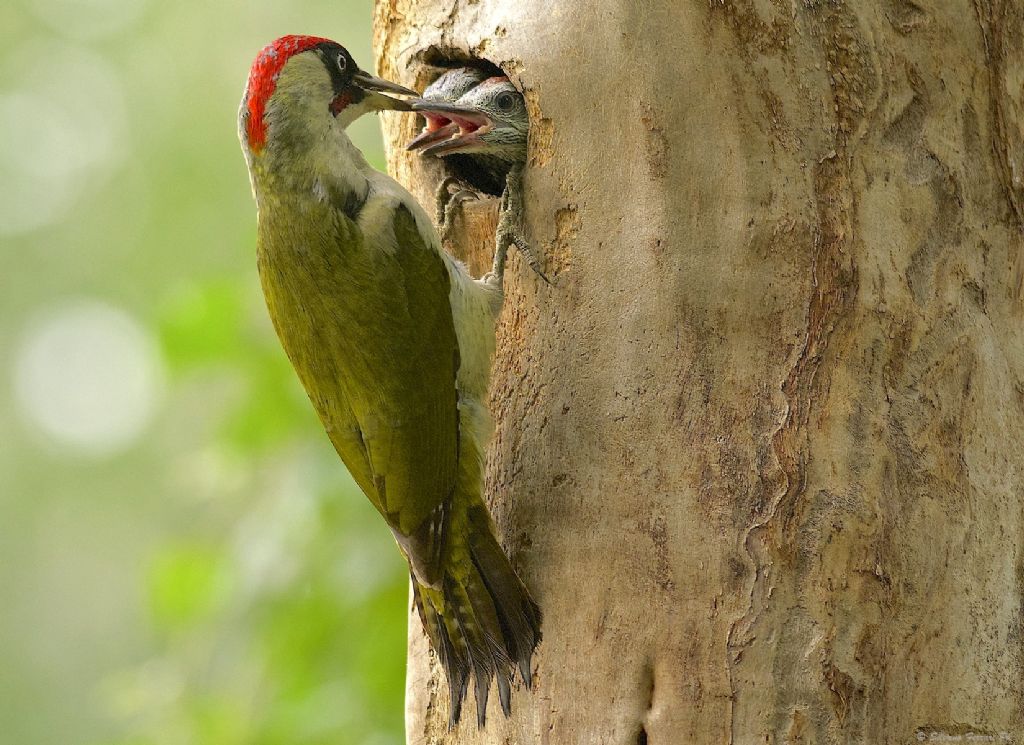 Picus viridis...